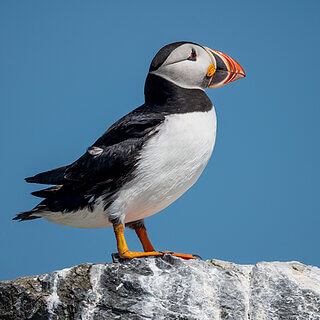 Farne Islands - Puffin